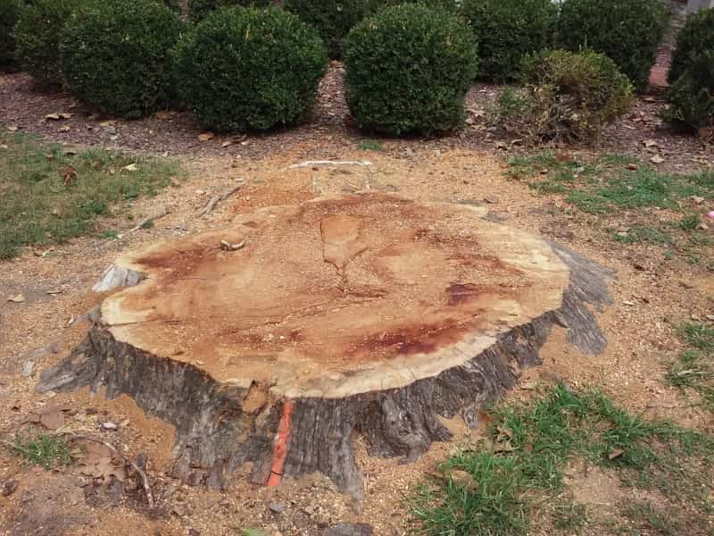 a freshly cut tree stump