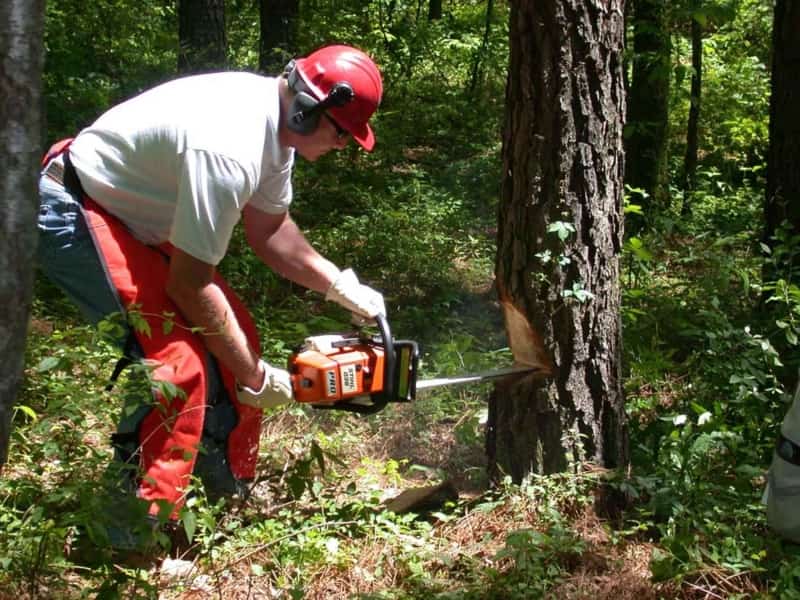 man removing a tree with a chainsaw
