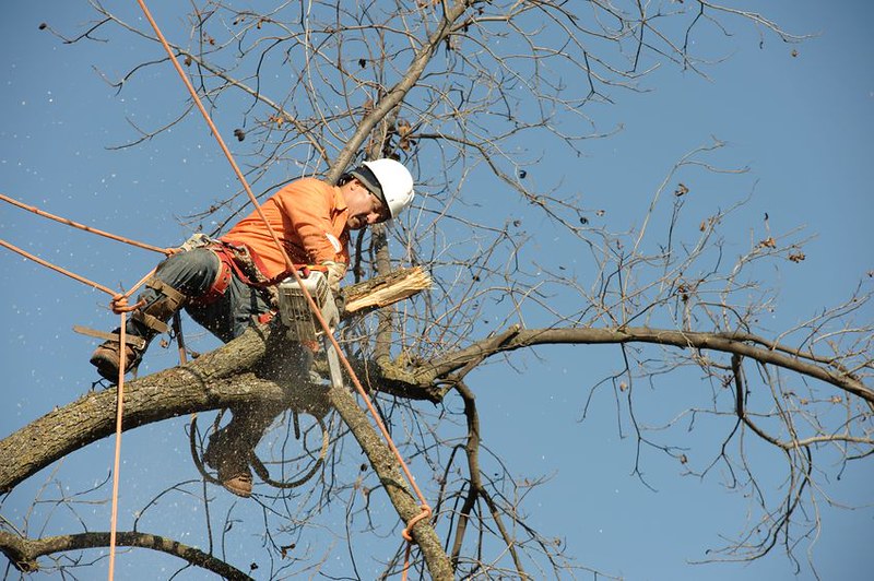 an arborist in a tree cutting trimming branches