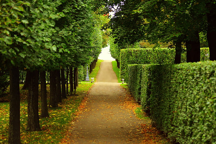 a beautiful sidewalk with trimmed trees and hedges